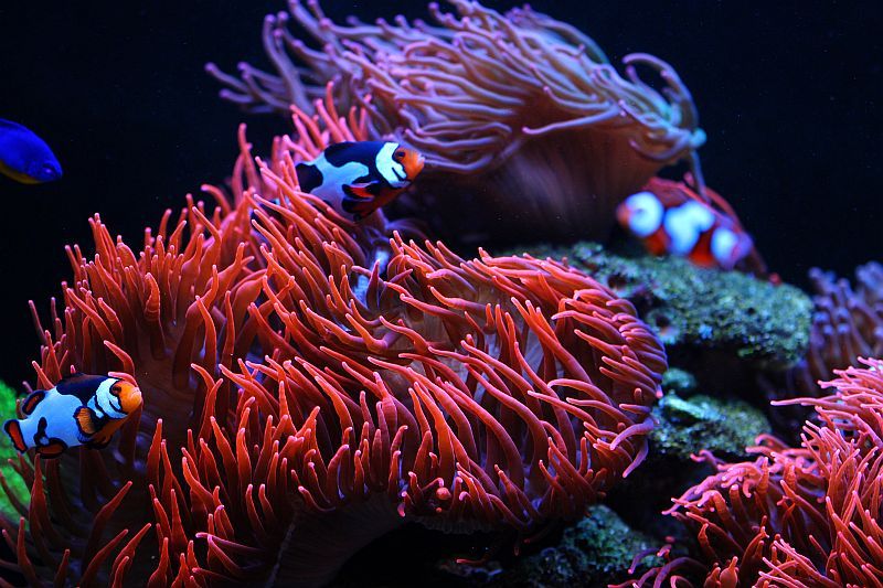 Marine Aquarium Bubble Tip Anemones